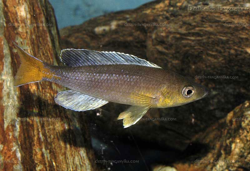 Cyprichromis sp. 'dwarf jumbo' Kigoma